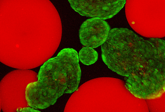 Itolerance image Islets (stained green with viability stain) mixed with microgels presenting FasL (red).